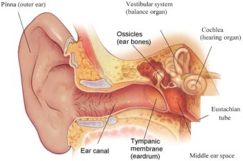 ear diagram1