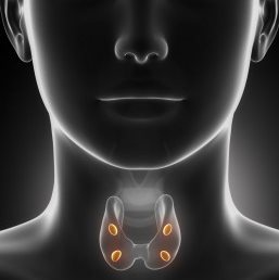 thyroid 1