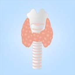 thyroid2