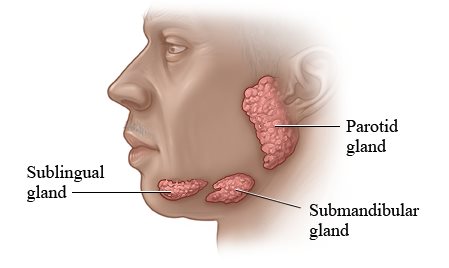 Salivary gland infections Information